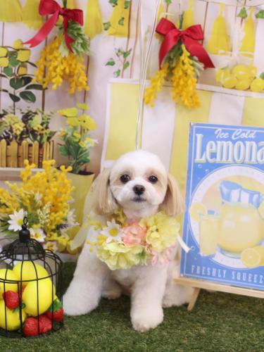 202404147みるくちゃん